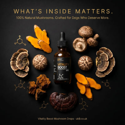 UK9 Vitality Boost — Daily Mushroom + Turmeric Drops (60ml) UK9 Petcare