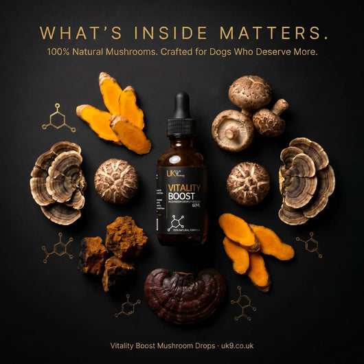 UK9 Vitality Boost — Daily Mushroom + Turmeric Drops (60ml) UK9 Petcare